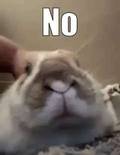 Rabbit getting head pats with text No