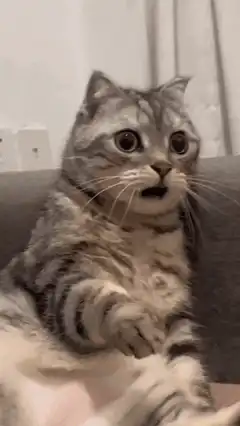 Shocked tabby cat with wide eyes