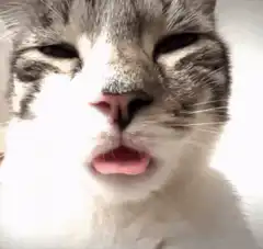 Cat licking lips and making faces