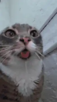Cat with drool and tongue out