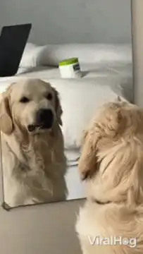 Golden Retriever growls at mirror
