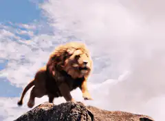Lion roaring on a rock