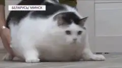 Very fat cat walks to bed