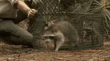 Raccoon escapes cage trap