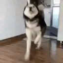 Husky doing a happy dance