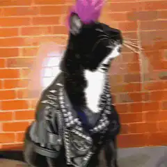 punk cat with changing mohawk
