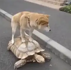 Shiba Inu riding a tortoise