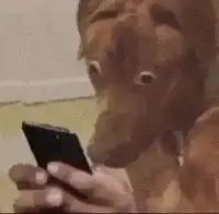 Dog looking shocked at phone