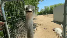 ostrich pecks camera