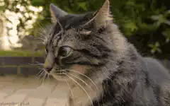 Tabby cat looking around