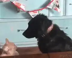 cat hugs black dog