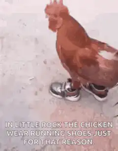Chicken wearing running shoes