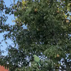 green parrots in pear tree