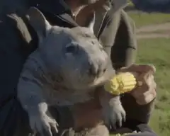 Wombat eating corn on the cob