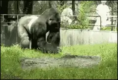 gorilla throws poop