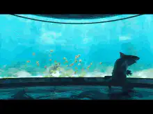 Shark looking at fish in tank