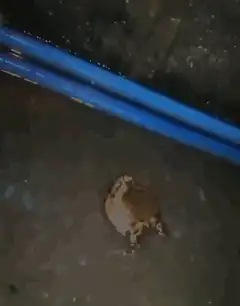 frog in water near blue pipes