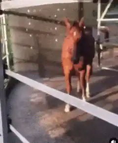 Horse gets scared by black cloth