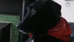 Black dog with red bandana