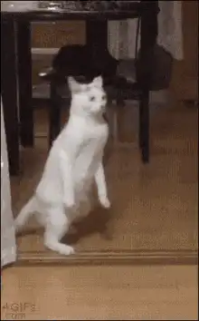 White cat standing on hind legs