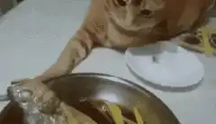 Cat refuses to touch fish