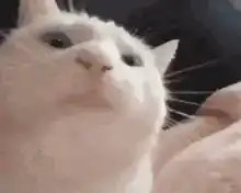 white cat head tilt
