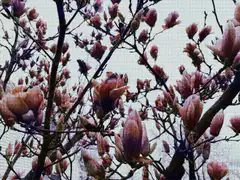 Pink magnolia buds on branches