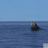 Humpback whale breaching