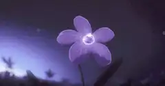 Glowing purple flower with sparkling center