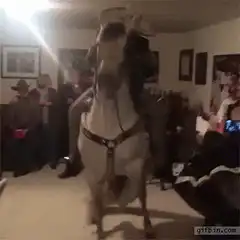 horse walking through living room