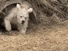 Cute white polar bear cub