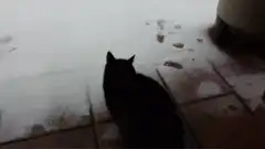 cat touches snow