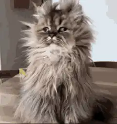 Fluffy cat good morning meme