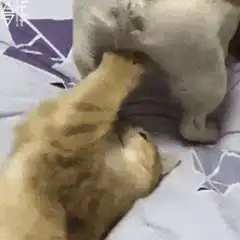 Cat sniffing dog's butt