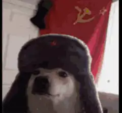 dog in ussr hat
