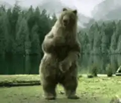 Bear dancing in forest