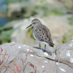 small shorebird on rocky beach