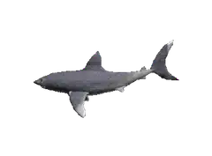 Grey shark swimming across white background
