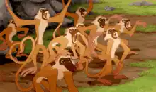 monkeys dancing in a group
