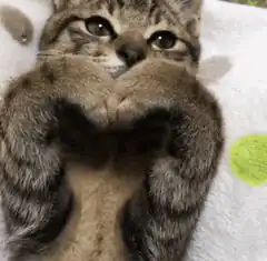 cat paws heart shape