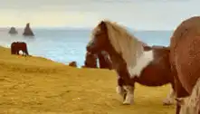 Pony walking on a grassy hill