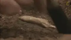 Archaeologist brushing dirt off a fossil