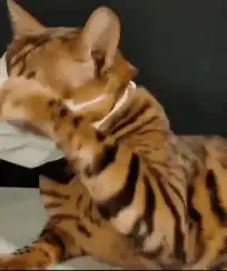 Bengal cat puts on face mask