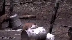 Lynx kitten falls off barrel