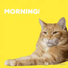 Orange cat yawning morning
