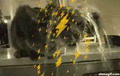 cat getting hit by lightning