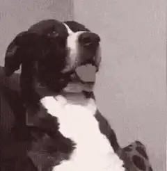Dog looking confused and then shocked