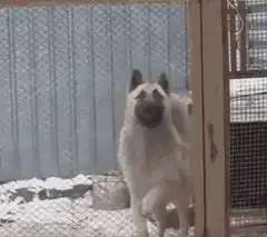 smiling dog behind fence