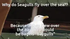 Seagull bagel joke