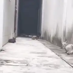 Cats running away from a dog